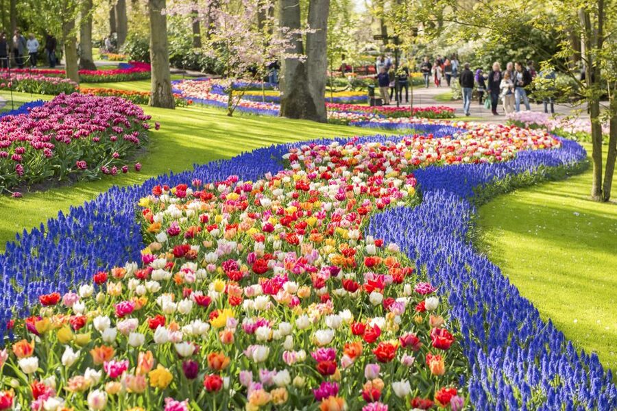 Keukenhof: Flower Fields Small-Group Cultural Bike Tour - Tulip Experience Amsterdam: more than a photo stop