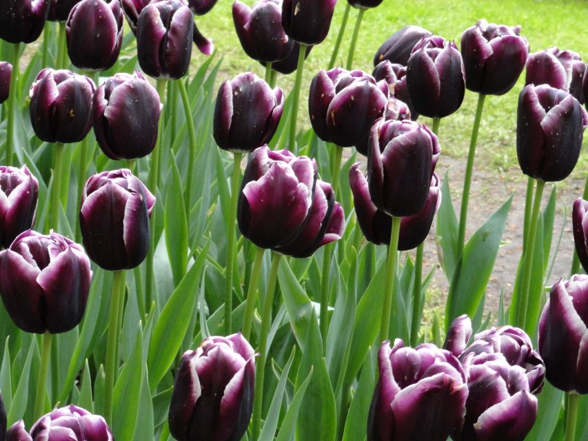 Keukenhof: Flower Fields Small-Group Cultural Bike Tour - What the local guide adds