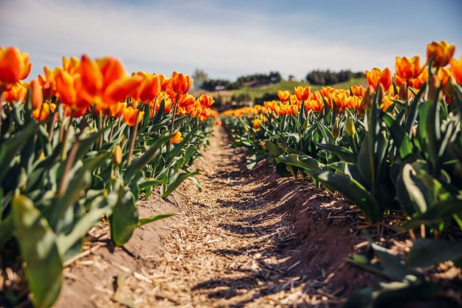 Keukenhof: Flower Fields Small-Group Cultural Bike Tour - Price and what you receive for $68