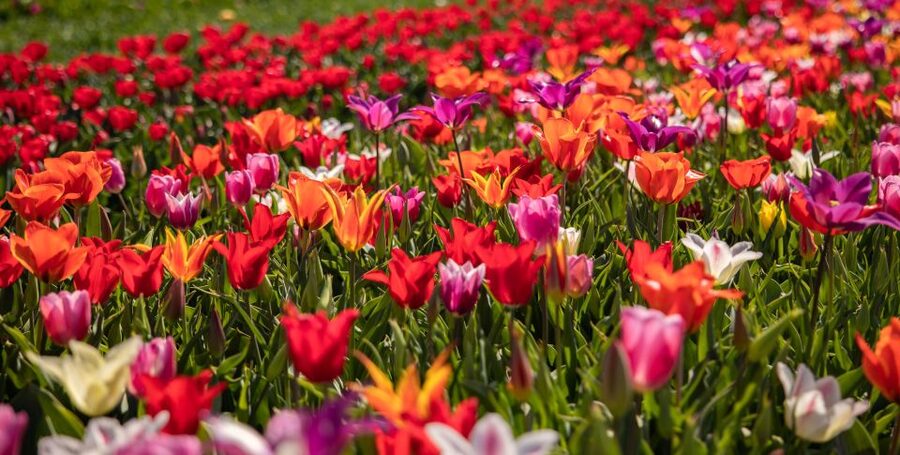 Keukenhof: Flower Fields Small-Group Cultural Bike Tour - How to combine it with Keukenhof