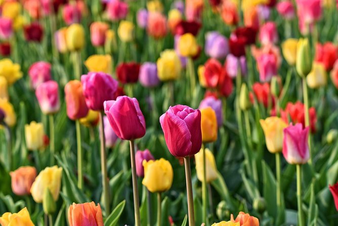 Keukenhof, Flower Fields, Volendam and Zaanse Schans Small-Group Tour - Cheese making and tasting at Catharina Hoeve