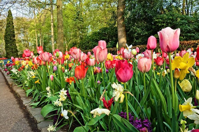 Keukenhof Gardens and Tulips Private Tour from Amsterdam - Who will enjoy this experience most?