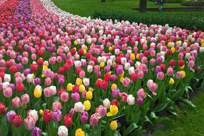 Keukenhof's Tulips and Windmills Small-Group Tour from Amsterdam - Starting near Amsterdam Centraal