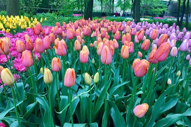 Keukenhof's Tulips and Windmills Small-Group Tour from Amsterdam - Flower timing is the most important decision