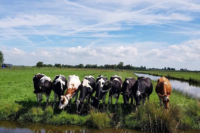 Keukenhof Skip-the-line Tickets: Countryside & Farm Private Tour - Cheese at Jacobs Hoeve by Henri Willig