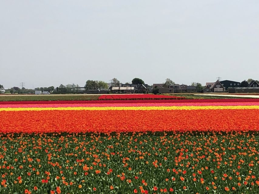 Keukenhof, Tulip Farm, Flower Fields & Windmills - Beemster and a real working windmill