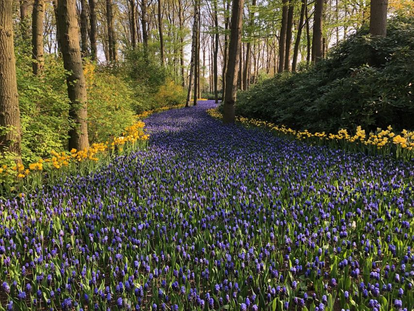 Keukenhof, Tulip Farm, Flower Fields & Windmills - How the guide affects the day