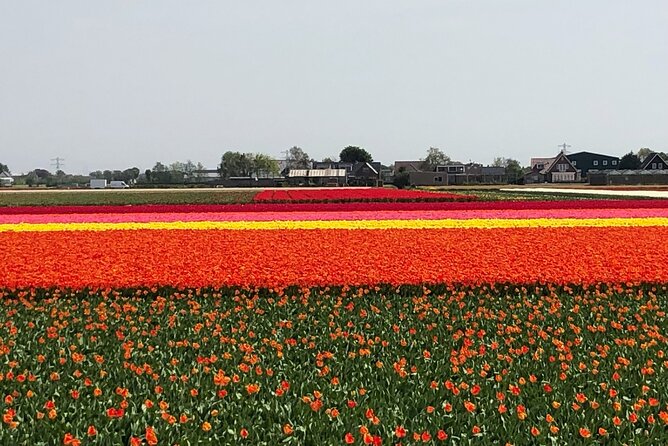Keukenhof, Tulip Farm, Flower Fields & Zaanse Schans Windmills - Price, timing, and what is included