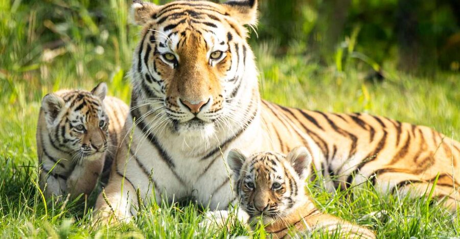 Leewarden: AquaZoo Entry Ticket - Key points at a glance