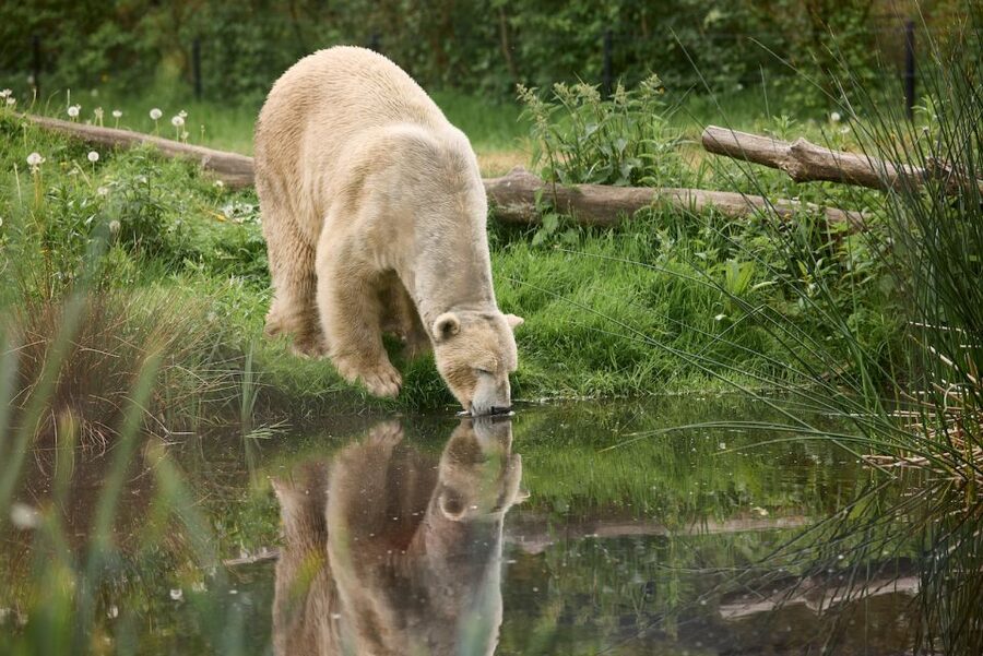 Leewarden: AquaZoo Entry Ticket - Polar bears and Amur tigers bring the drama