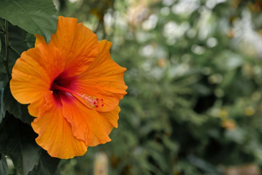Leiden: Hortus Botanicus Entry Ticket - Key points to know before you go