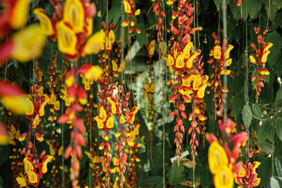 Leiden: Hortus Botanicus Entry Ticket - Food, shopping, and a useful stopping point