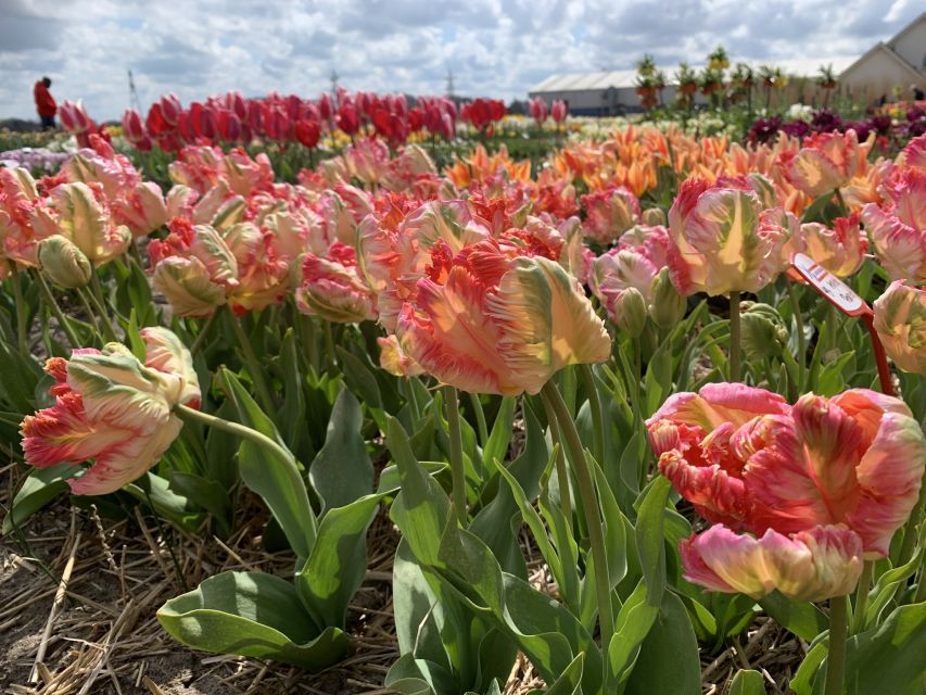 Lisse: Enjoy the Tulip Fields by Bike with a Local Guide! - Who will enjoy this ride most?