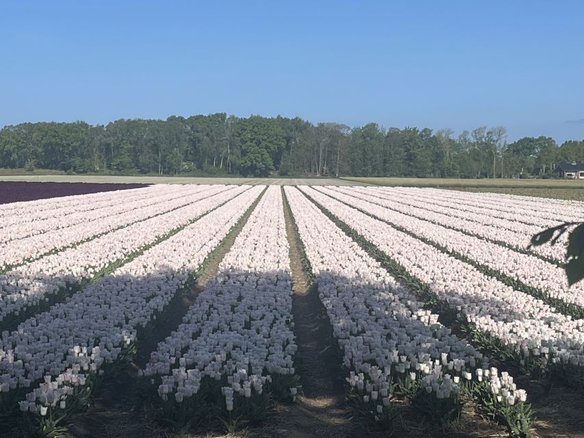 Lisse: Enjoy the Tulip Fields by Bike with a Local Guide! - Why a bicycle is a good way to see Lisse’s flowers