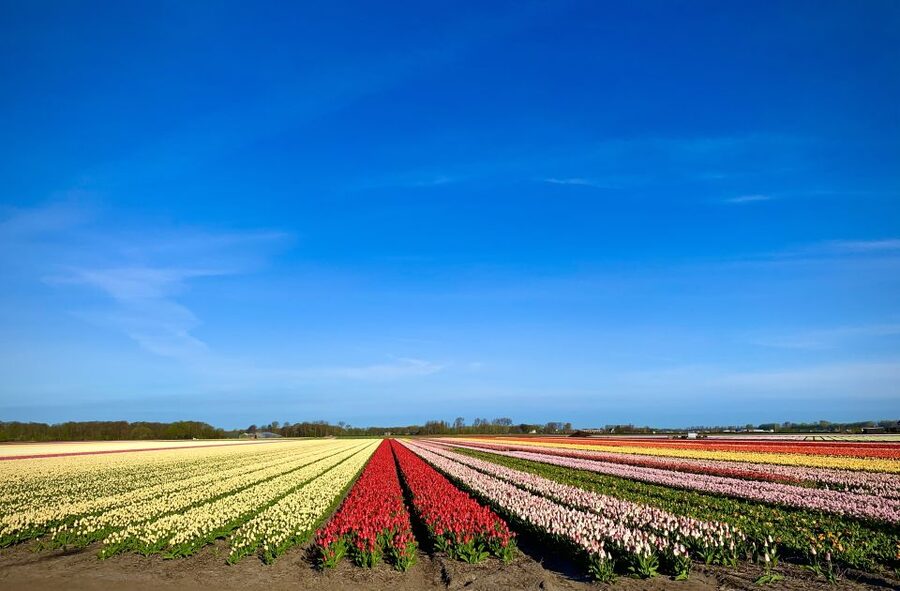 Lisse: Enjoy the Tulip Fields by Bike with a Local Guide! - The tulip farm and its show garden
