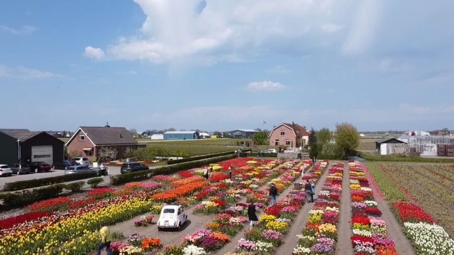 Lisse: Enjoy the Tulip Fields by Bike with a Local Guide! - The view toward Kasteel Keukenhof