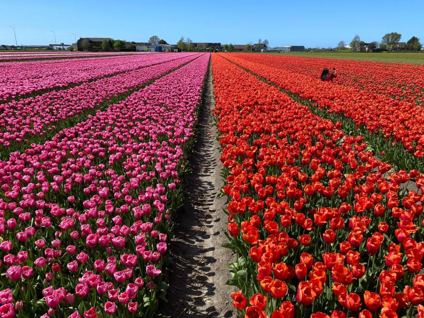 Lisse: Enjoy the Tulip Fields by Bike with a Local Guide! - Weather, fitness, and family details