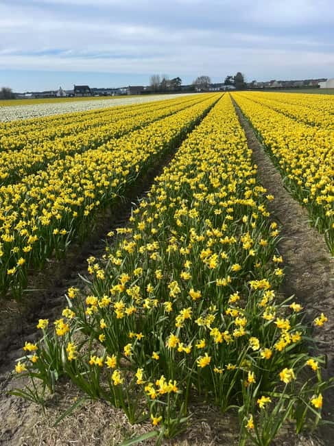 Lisse: Private Tulip Fields Tour with a Local Guide 1h Tour - Adding lunch and Dutch flavors