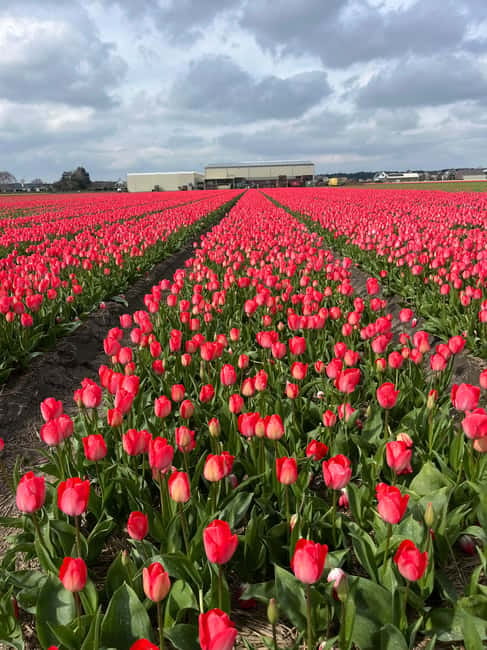 Lisse: Private Tulip Fields Tour with a Local Guide 1h Tour - Is $182 good value for a small group?