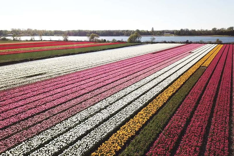 Lisse: Self-Guided Tulip Fields GPS Audio Tour - Why the Twizy makes this flower tour different