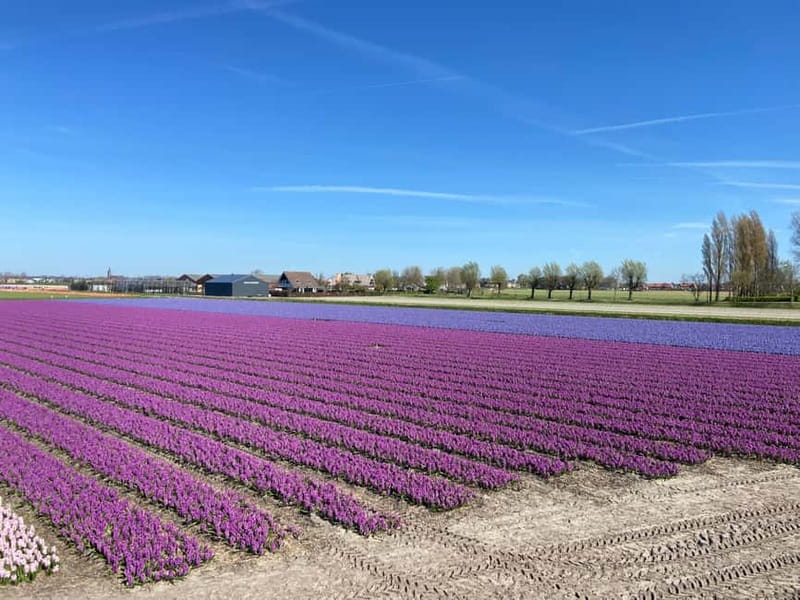 Lisse: Self-Guided Tulip Fields GPS Audio Tour - The halfway stop for drinks and souvenirs