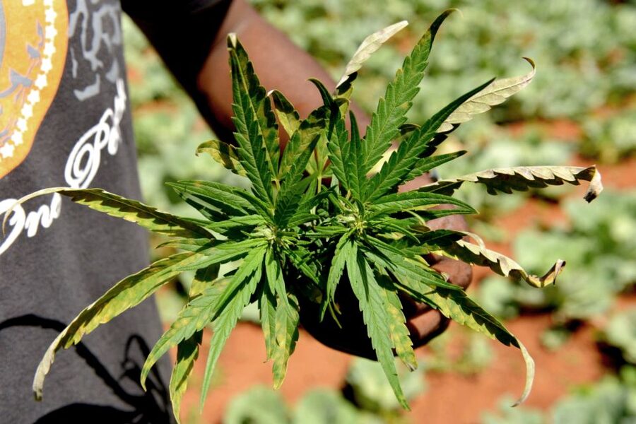 Mike Tyson inspired cannabis tour PRIVATE - From Dam Square to the Royal Palace