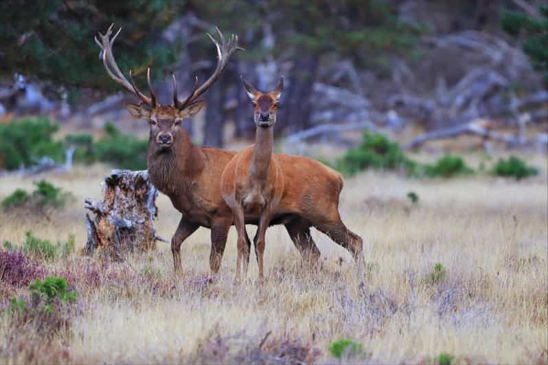 Otterlo: De Hoge Veluwe National Park Entry Ticket - How much time do you need?