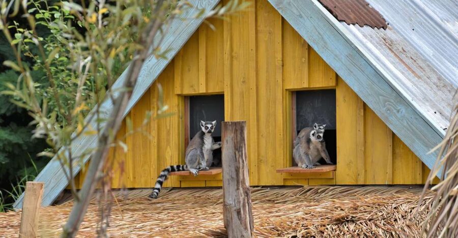 Overloon: ZooParc Entrance Ticket - The Outback offers kangaroos in open space