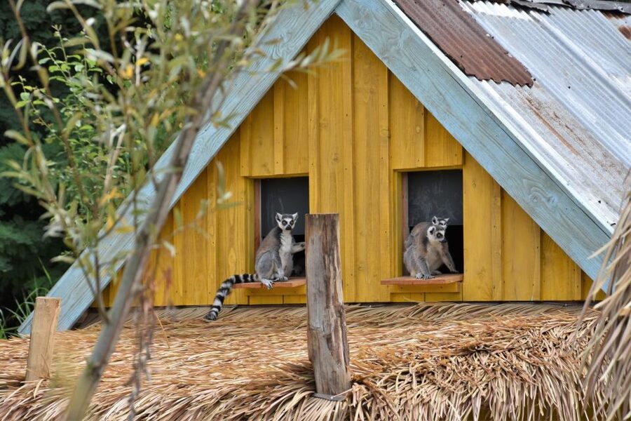 Overloon: ZooParc Entrance Ticket - Look into the trees in the Amazon