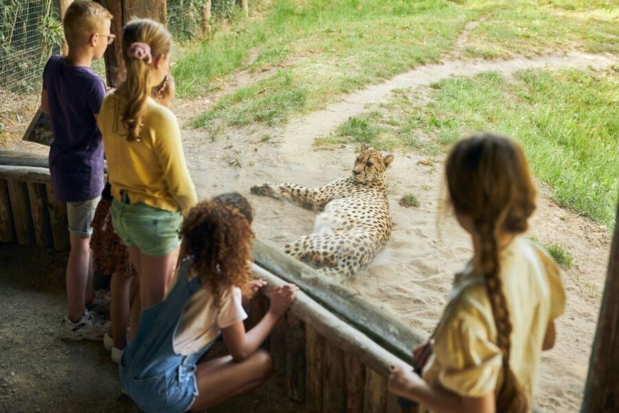 Overloon: ZooParc Entrance Ticket - Ngorongoro brings Africa’s large animals together