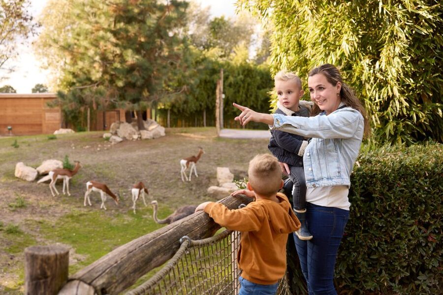 Overloon: ZooParc Entrance Ticket - Itampolo combines lemurs, tortoises, and pelicans