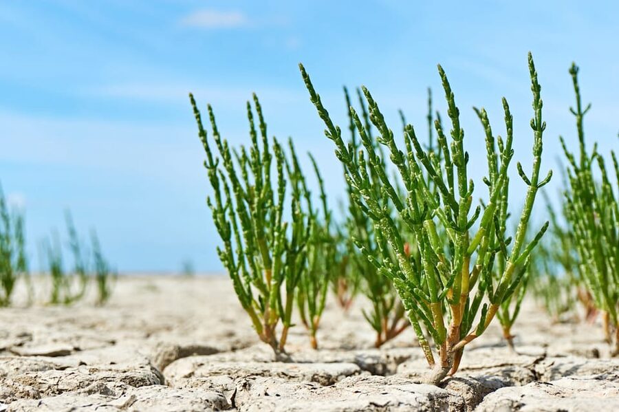 Pieterburen: Wadden Sea Mudflats Guided Walking Tour - Who should book this mudflat walk?
