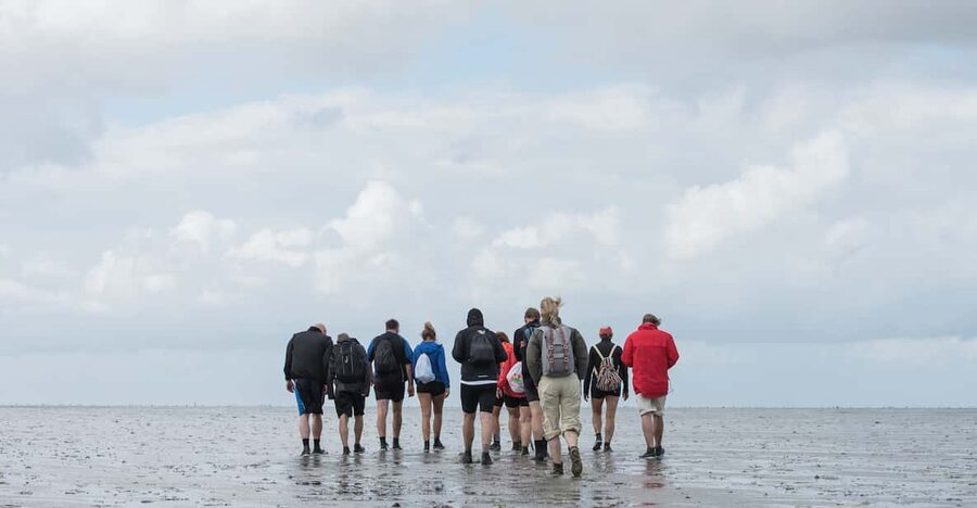 Pieterburen: Wadden Sea Mudflats Guided Walking Tour - Birds, seals, and the value of binoculars
