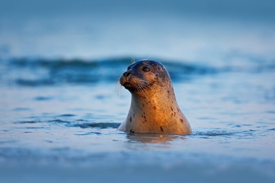 Pieterburen: Wadden Sea Mudflats Guided Walking Tour - An 8-kilometer walk that tests your preparation