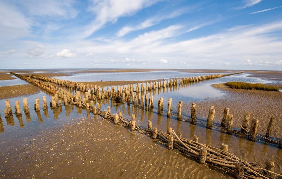 Pieterburen: Wadden Sea Mudflats Guided Walking Tour - What makes the $14 price worthwhile