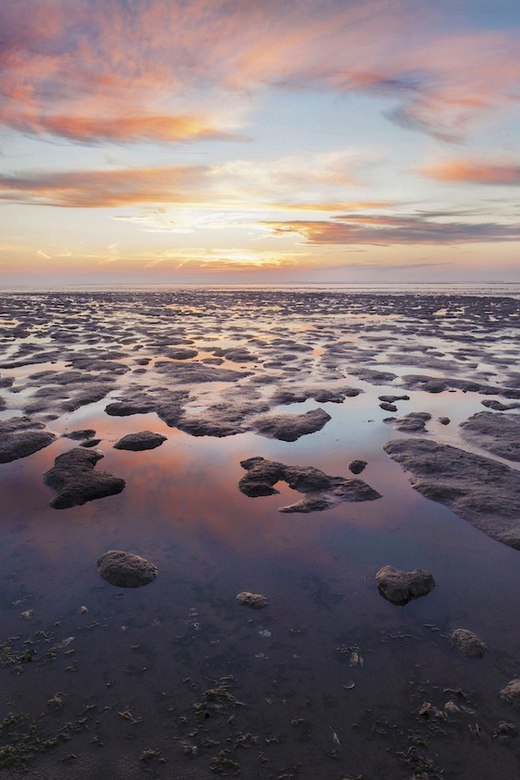 Pieterburen: Wadden Sea Mudflats Guided Walking Tour - Starting at the seawall near Westernieland