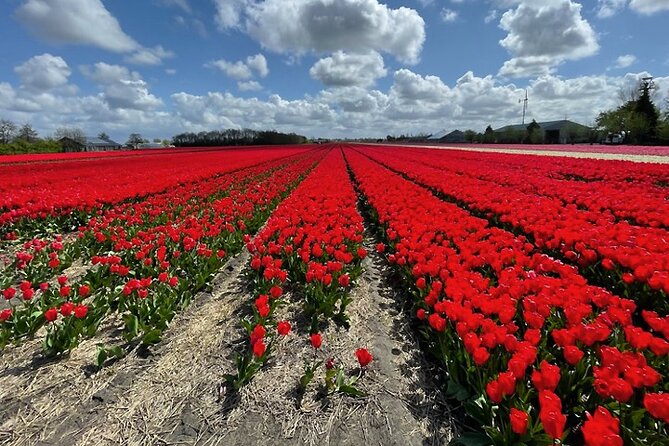 Private Day Tour to Keukenhof Gardens - from Amsterdam/Rotterdam - What the guide adds