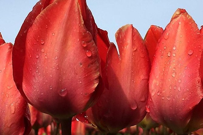 Private Day Tour to Keukenhof Gardens - from Amsterdam/Rotterdam - Keukenhof gardens, from guided highlights to free time