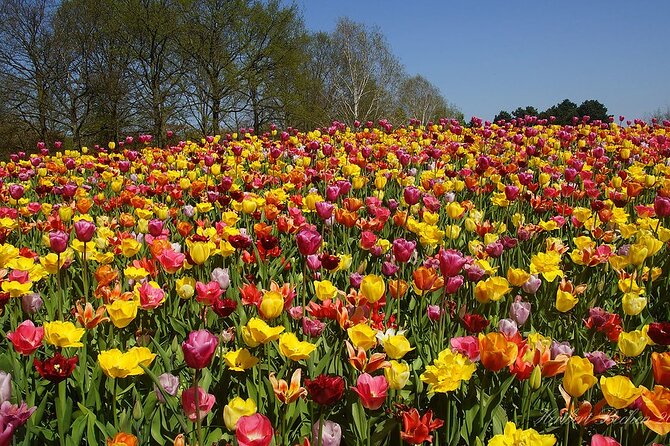 Private Day Trip to Keukenhof Gardens with Entrance Tickets - Why Keukenhof works best as a private day trip