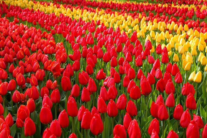 Private Half-Day Trip From Amsterdam to The Tulip Fields in Keukenhof - Key points to know before booking