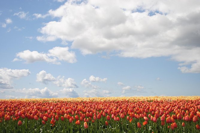 Private Half-Day Trip From Amsterdam to The Tulip Fields in Keukenhof - Why Keukenhof makes a good half-day from Amsterdam