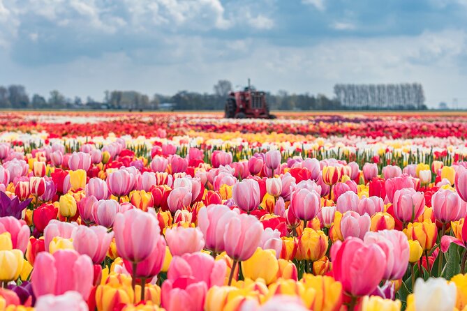 Private Keukenhof Gardens and Tulip Fields Tour from Amsterdam - Why this private tulip tour works