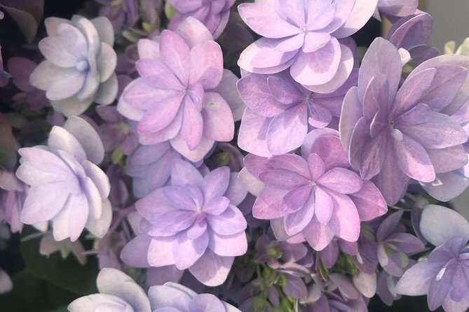 Private Tour to the Keukenhof and Tulip Fields - Keukenhof: two hours among spring gardens