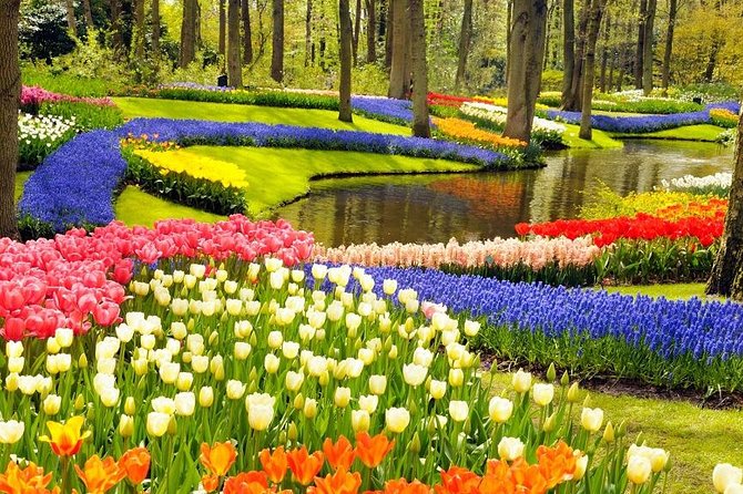 Private Tour to the Keukenhof and Tulip Fields - Aalsmeer Flower Auction before 11:00 AM