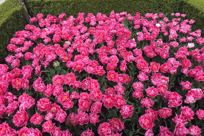 Private Tour to the Keukenhof and Tulip Fields - The guides make the difference