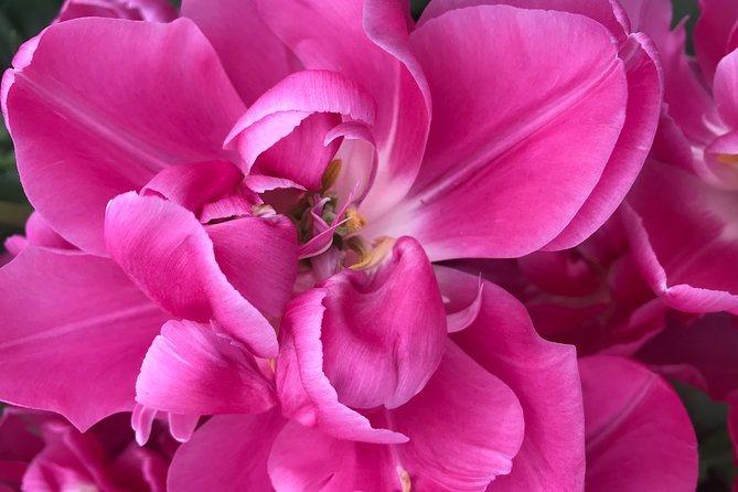 Private Tour to the Keukenhof and Tulip Fields - What happens if the flowers are not ready?