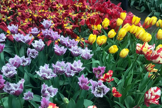 Private Tour to the Keukenhof and Tulip Fields - Who should book this experience?