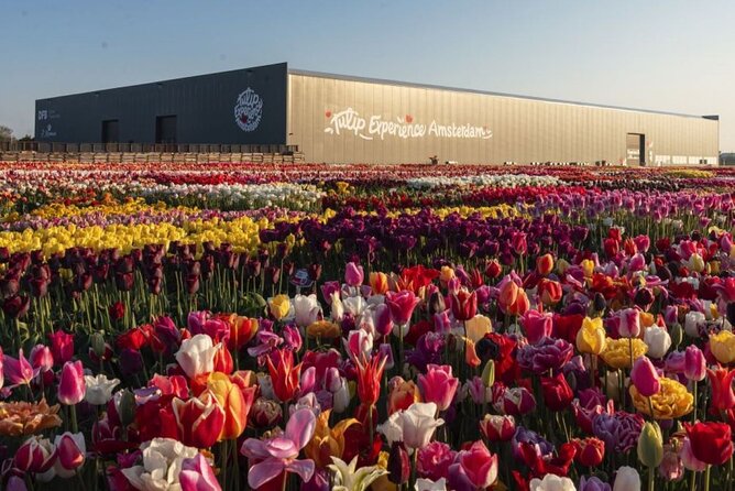 Private Tour to Tulips, Keukenhof, Windmills & Cheese Farm - The eight-hour schedule and its tradeoffs