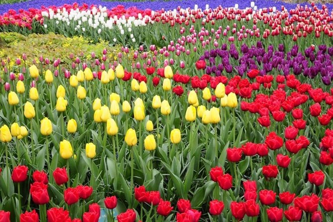 Private Tour to Tulips, Keukenhof, Windmills & Cheese Farm - Starting with tulips at Tulip Experience Amsterdam