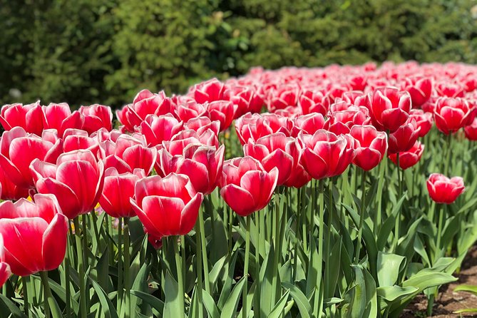 Private Tour to Windmills Zaanse Schans +Keukenhof - 7 Hours - Flexibility for families and small groups